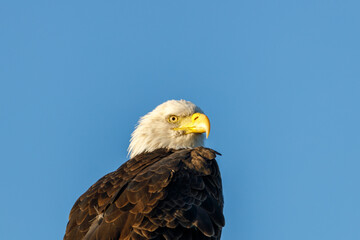 Close up of a perched Bald Eagle (Haliaeetus leucocephalus) looking for prey with blue sky background.
