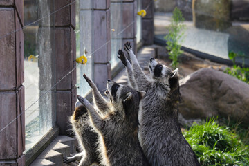Raccoons pull their paws to eat. Funny photo with animals.