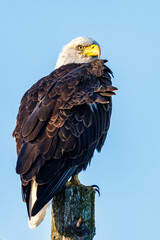 Close up of a perched Bald Eagle (Haliaeetus leucocephalus) looking for prey with blue sky background.
