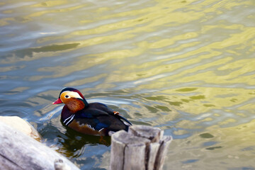 A beautiful colored duck swims in the lake.