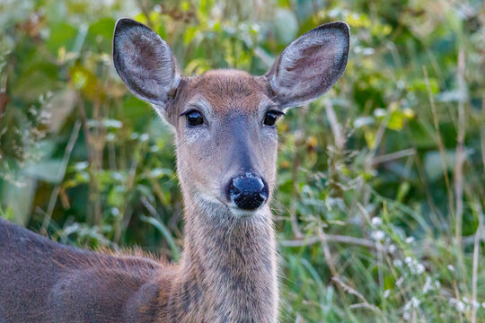 Close-up portrait of a White-tailed Doe (Odocoileus virginianus) during late summer. Selective focus, background and foreground blur. 
