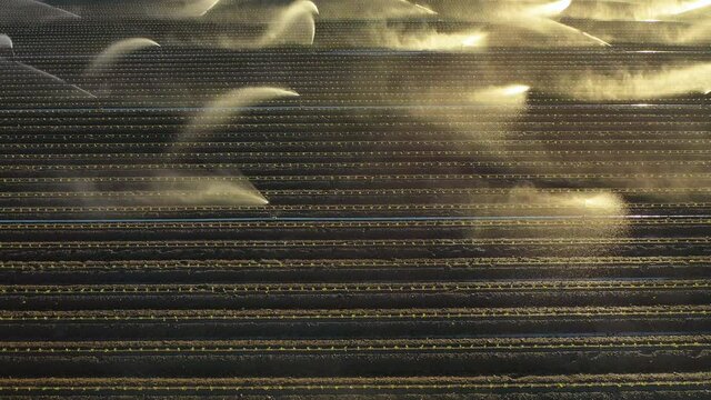 Irrigation in strawberry fields