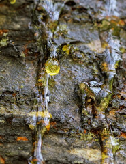 A light yellow drop of resin on an apricot tree
