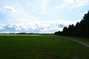 landscape with grass and sky