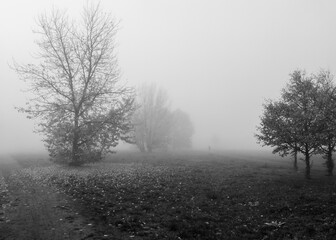 Autumn landscape. Foggy morning. Black and white. Mobile photography.
