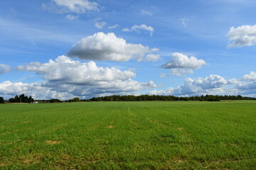 green field and blue sky