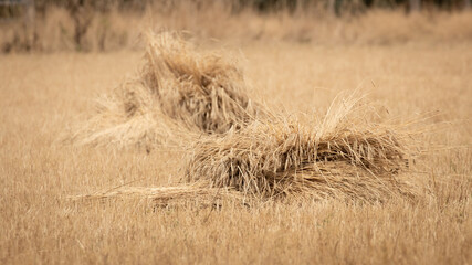 Wheat sheaves with focus on sheaf in foreground and with other sheaf in blurry background on a golden field of mowed grane at the Hatertse Vennen, Netherlands