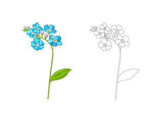 Coloring page with forget me not flower. Colorful pattern with black outline for coloring.
