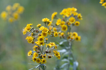 Beautiful yellow flowers of the fen ragwort  in the meadow. Jacobaea paludosa or Senecio paludosus.