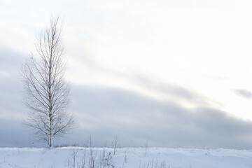 snowy white field in the Latvian countryside where you can see some trees without leaves