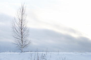 snowy white field in the Latvian countryside where you can see some trees without leaves