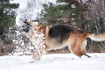 Artificial snowfall and happy dog on walk in frosty forest. Active games with dog in fresh air. German Shepherd black and red in snowy winter forest rejoices and catches snow with mouth.