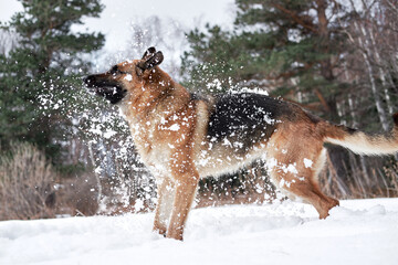 Artificial snowfall and happy dog on walk in frosty forest. Active games with dog in fresh air. German Shepherd black and red in snowy winter forest rejoices and catches snow with mouth.