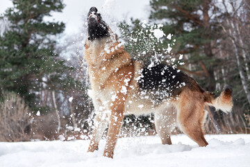Artificial snowfall and happy dog on walk in frosty forest. Active games with dog in fresh air. German Shepherd black and red in snowy winter forest rejoices and catches snow with mouth.