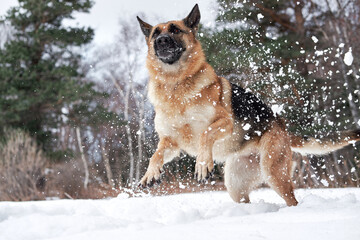 Artificial snowfall and happy dog on walk in frosty forest. Active games with dog in fresh air. German Shepherd black and red in snowy winter forest rejoices and catches snow with mouth.