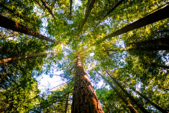 sequoia trees and sky © jon_chica