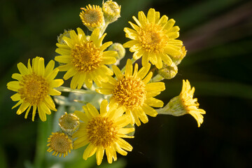 Beautiful yellow flowers of  the fen ragwort  in dew. Jacobaea paludosa or Senecio paludosus.