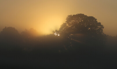 Sonnenaufgang im Nebel