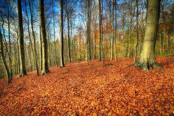 Im Wald bei einzigartigem Licht.