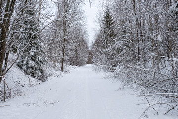snowy white forest road in the countryside of Latvia