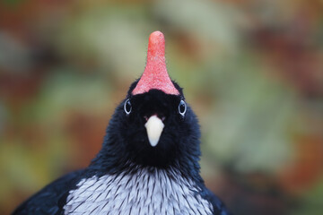 portrait vom zapfenguan, Oreophasis derbianus