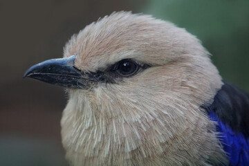 portrait der Opalracke aus afrika, Coracias cyanogaster