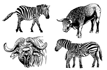 Vector set of zebras and bulls on white background , animals