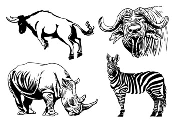 Vector set of wild animals, rhino,zebra  and bull on white background,illustration