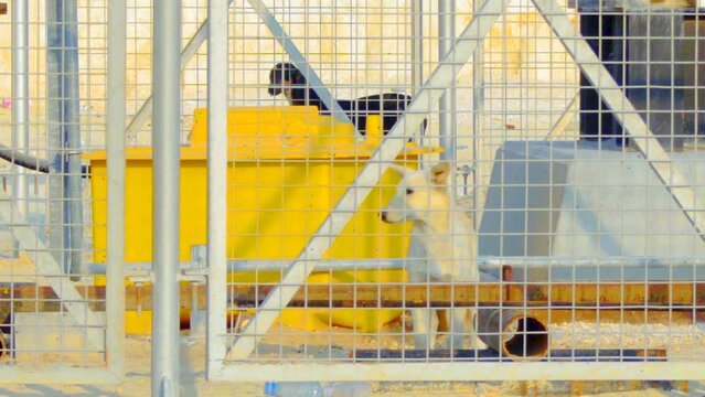 Two stray dogs behind industrial fence in Riffa, Bahrain