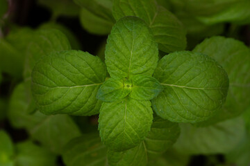 mint leaves on a green background