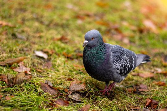 Lonely pigeon looking for food in green grass