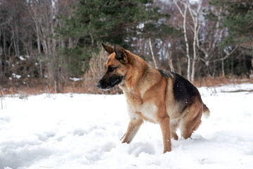 Charming purebred dog on background of green coniferous trees, horizontal picture. Beautiful young girl dog breed German Shepherd black and red color stands in winter snow forest and poses.