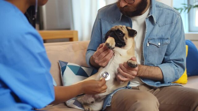 Female veterinary checking dog health with stethoscope during home visit