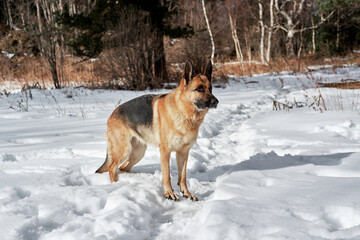 Beautiful winter photo of purebred dog from kennel in horizontal format. Active walk in frosty winter forest with pet. German Shepherd black and red color stands in white snow and poses.