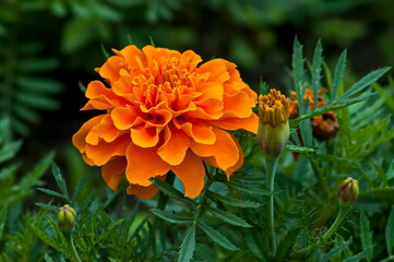 The orange flower of Tagetes erecta or calendula blooming in a garden in Sofia, Bulgaria  