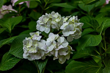 Multiple white hydrangea plant or hortensia flower with bloom and leaves in the garden, Sofia, Bulgaria