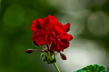 Fototapeta premium Pelargonium or Geranium red color up close look at a group of flowering and buds, Sofia, Bulgaria 