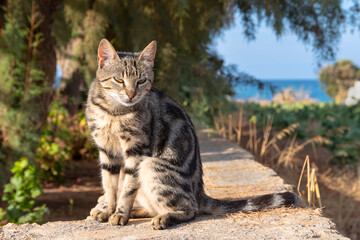 Tabby cat sits outdoors under trees near the sea. Hot, sunny day.