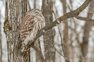Barred Owl resting on a cold winter day landscape