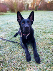 A black German shepherd lies on a meadow with hoarfrost.
