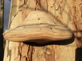 champignon