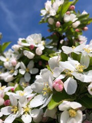 apple tree blossom