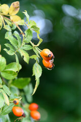 Hagebutten in der Herbstsonne