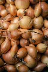 Bio Zwiebeln, Hintergrund (organic onion)