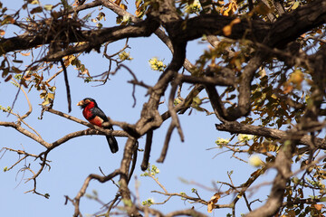 Bearded Barbet (Lybius dubius) w8 for dinner