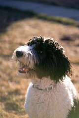 Fototapeta premium labradoodle staring off camera at owner with its mouth open