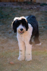 Fototapeta premium labradoodle with big furry paws standing outside at attention