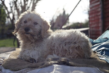cachorro en barrio pobre