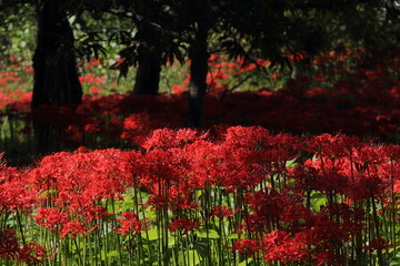 島根県　鹿足郡　吉賀町　ひがん花の里　彼岸花　群生地