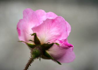 hurdalsrosa rose blossoming in norway